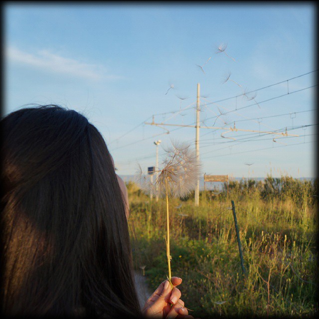 Wishes#nature #people #detail #flowers #wish #pointofview #photooftheday #colors #soffione #bestoftheday #instalikes #instacool #nicotera #calabria #italia #ig_calabria #direzione_calabria #loves_calabria #bestcalabriapics #ilovea - Instagram moment 