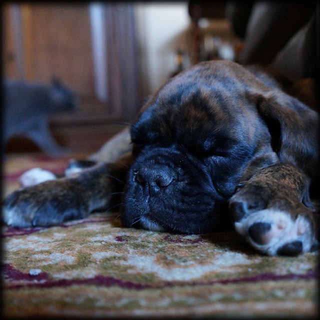 "Sweet Dreams"#portrait #blues #welcome #dog #boxer #puppy #cat #certosino #detail #pointofview #bestoftheday #photooftheday #picoftheday #sweet #cucciolo #instalovers #instapet #pet #instagood #instalike #igersworldwide #ig #ilovea #leòn #sweetdreams - Instagram moment 