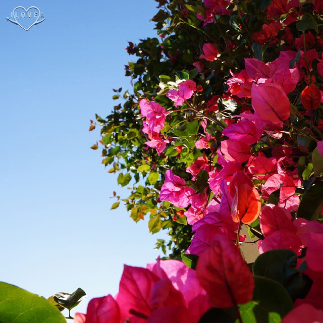 Flowery#macro #flowers #detail #climbing #spring #nature #sky #instalovers #instacool #instagood #picoftheday #photooftheday #bestoftheday #exifx #flowery #calabria #italia #ig_world #nofx #nofilter #colors #instacolor #sonyalpha3000 #ilovea - Instagram moment 